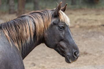 Animal head. The eye of a horse. A horse's face. Body part. Farm life. Equestrian sports club. The beauty of nature. A noble and graceful animal.