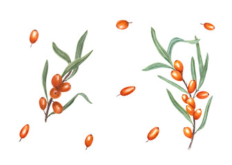 Watercolor botanical illustration of sea buckthorn isolated on transparent background. Set for the design of invitation, patterns, cards, greetings, package design, advertising posters, labels