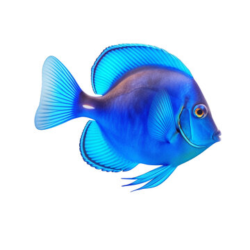 blue tang fish (ocean marine animal) isolated on transparent background cutout 