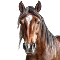 Foto op Canvas horse face shot isolated on transparent background © PNG WORLD