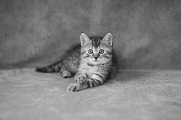 Portrait d'un chaton de 2 mois en noir et blanc