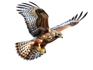 Fototapeta premium hawk in flight isolated from background, PNG, generative AI.