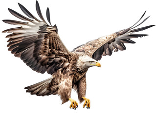 Obraz premium bald eagle in flight generative ai.