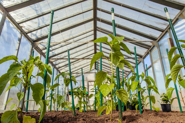 Greenhouse with tomato and pepper seedlings