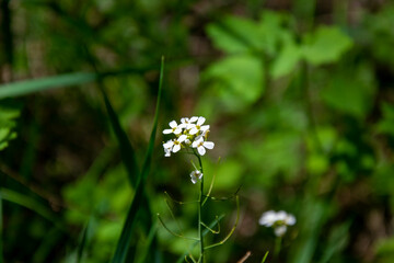 Forest white flower. Rock Kernera, Petiole Garlic is a herbaceous biennial plant. The flowers are...