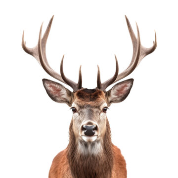 deer face shot isolated on transparent background cutout 