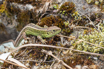 Obraz premium Sand lizard. Lacerta agilis male. The most common reptile in Poland