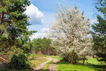 Obraz premium Spring rural landscape with dirt road and blooming tree