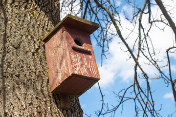 Handmade wooden bird feeder attached to the ash tree