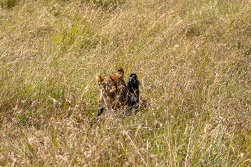 Lioness eating a prey in the savannah, Masai Mara National Park, during a safari day.