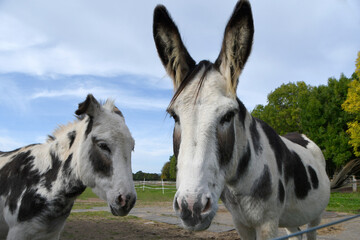 Two spotty donkeys, one with a wonky ear stood in their paddock on a summers day