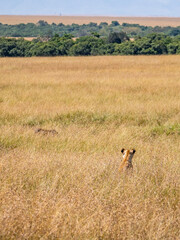 Lioness hunting in the savannah, Masai Mara National Park