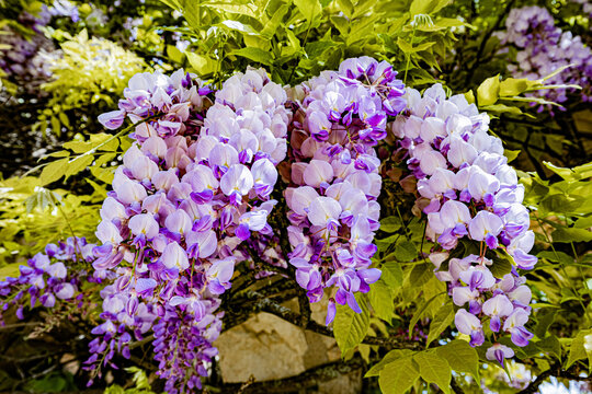 Glycine &agrave; l'Arquebuse