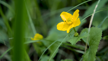 Knieć Błotna (Kaczeniec)