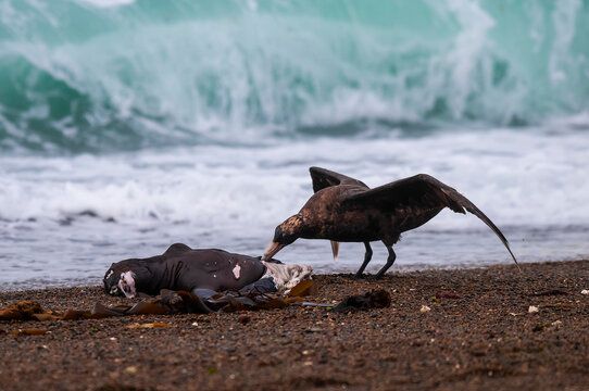 Giant Petrel , Peninsula Valdes, Unesco World heritage site, Chubut Province, Patagonia, Argentina.