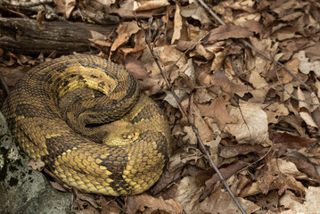 Fototapeta premium Enormous yellow timber rattlesnake on its migration route away from its New York overwintering den