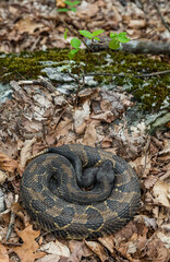 Large black timber rattlesnake on its migration route from its overwintering New York den site