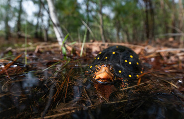 Female spotted turtle found on the edge of a Massachusetts vernal pool