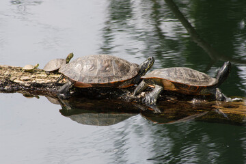 Famiglia di tartarughe su tronco in acqua