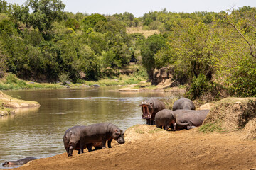 Naklejka na ściany i meble Hippos in the river Mara, Masai Mara National Park, Kenya
