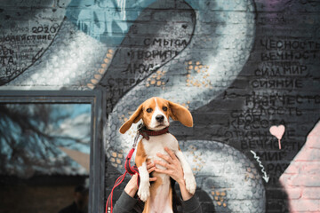 beagle on graffiti background