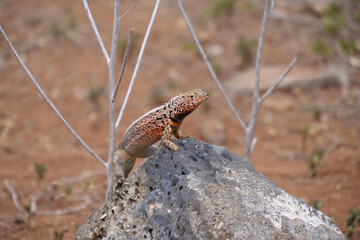 Close up of a colorful yellow and red lava lizard poised on a rock.  Background blurred or out of focus.