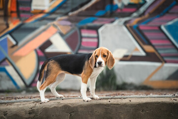 beagle on graffiti background