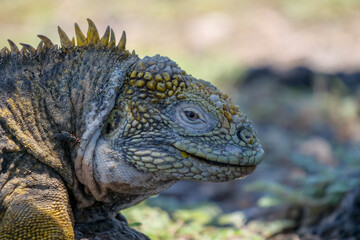Close up of the side profile of a bright yellow adult land iguana, iguana terrestre between green cactus plants at South Plaza Island, Galapagos, Ecuador. Background blurred or out of focus