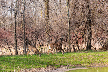 Doe White-Tailed Deer And Fawn Eating By The Pond In Spring