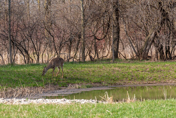 Obraz na płótnie Canvas Doe White-Tailed Deer Eating By The Pond In Spring