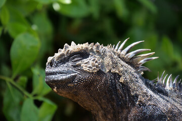 Obraz premium Close up of side profile of marine iguana basking in the sun. Blurred or out of focus background.