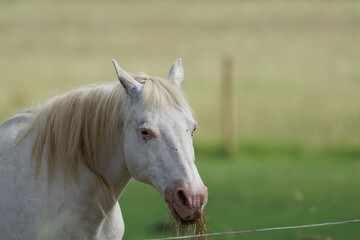 Fototapeta na wymiar portrait of a white horse
