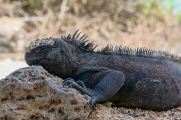 Close up of a side profile of an adult marine iguana facing the viewer.  Blurred or out of focus background.