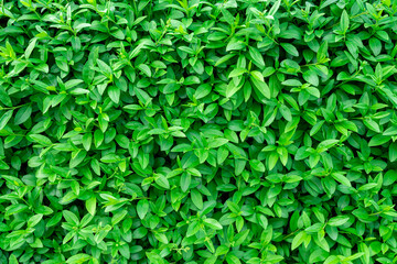 Background of green shrub leaves large texture