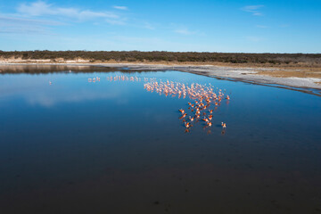 Flamingos flock in a salty lagoon, La Pampa Province,Patagonia, Argentina.