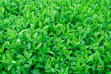 Background of green shrub leaves large texture