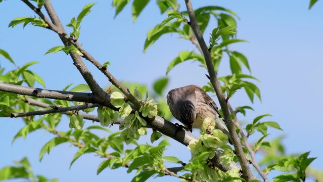 Common linnet Linaria cannabina in the wild. The linnet bird sits on a branch, and eating.