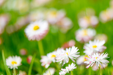 Obraz na płótnie Canvas daisies on a spring lawn on a green background as a postcard. fresh spring composition 1