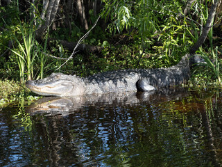 Naklejka na ściany i meble alligator in a lake Mount Dora Florida