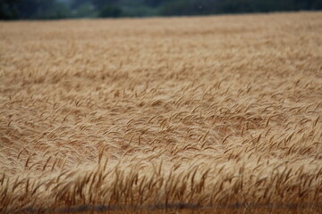 golden wheat field