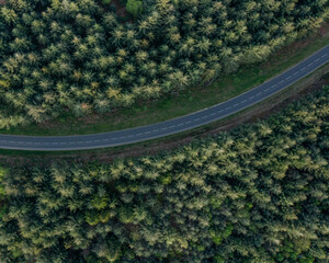 Aerial view of a nordic forest near farmlands with pine tree with a road passing through