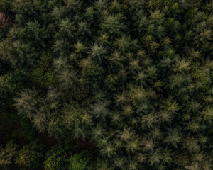 Aerial view of a nordic forest with pines and fire trees