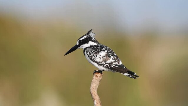 Pied Kingfisher nest protection photography and video shooting