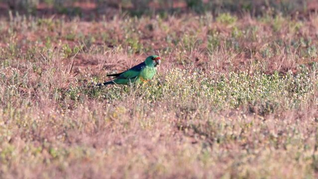 a high frame rate clip of a male australian ringneck parrot forages on the ground at eulo in outback qld, australia