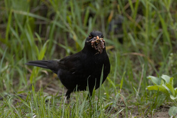 blackbird on the ground, bird with prey in its beak