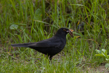 blackbird on the ground