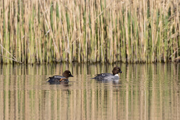 Two ducks on the lake.. Common Goldeneye (Bucephala clangula) . Poland