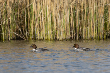 Two ducks on the lake.. Common Goldeneye (Bucephala clangula)