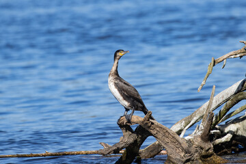 Cormorant on a branch, Narew river, Poland