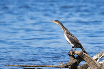 Fototapeta na wymiar Cormorant on a branch, Narew river, Poland